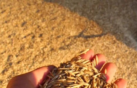 Продается Посевной Овес Высшего Качества