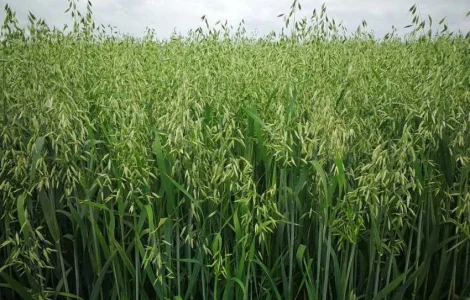 Продается овес посевной и товарный, сорт Парламент