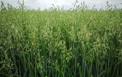 Продам овес посівний та товарний, сорти Парламен.
