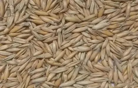 Овес с первой репродукции посевной