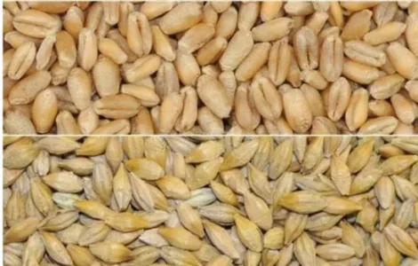 Овес, жито ( рожь )