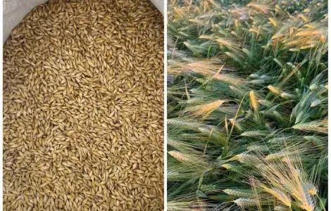 Ячмінь ярий, сорт Вакула перша репродукція.