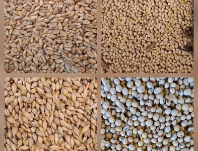 Продам Пшеницу фуражную ,ячмень посевной
