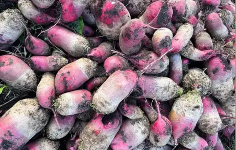 Продам Буряк Кормовий