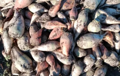 Буряк кормовий свекла