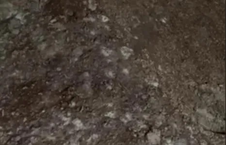 Відходи кукурудзи 50 тонн