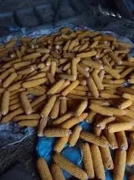 Продается кукуруза в качанах