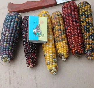 Мармурова кукурудза в качанах