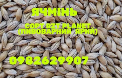 Ячмінь врожаю 2025 року, пивоварний