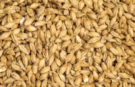 Продам пивоварний ячмінь