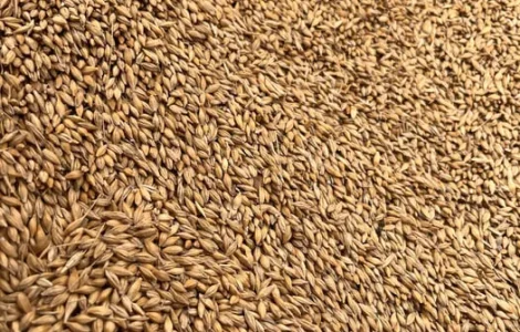 Насіння ярого ячменю сорту «Себастьян»