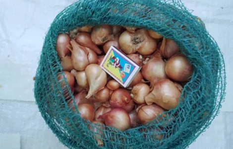 Цибуля - шалот кущівка