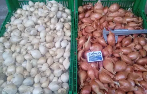 Продам цибуля кущівку
