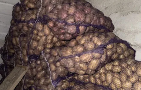 Пропонується домашня картопля, якісна картопля