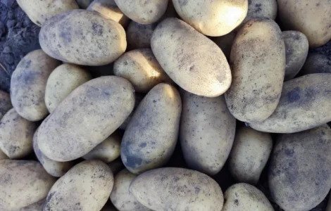 Посадкова картопля сорту Гранада – насіннєва картопля