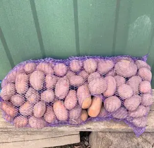 Картошка велика, насіньова