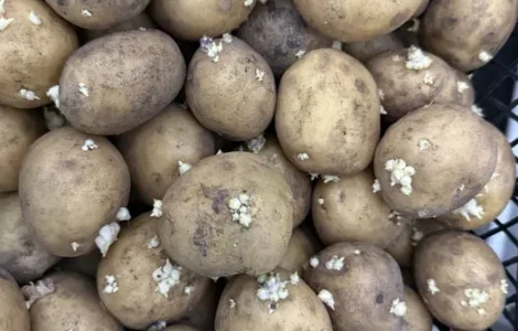 Картофель Рив'єра – високий урожай
