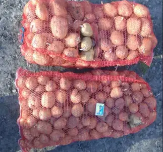 Продам картошку Ривьера на посадку и есть