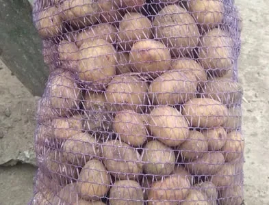 Продается посадочная картошка Пікассо
