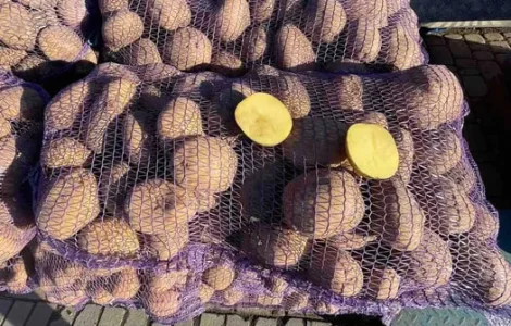 Продается картошка сорта Белая Роса