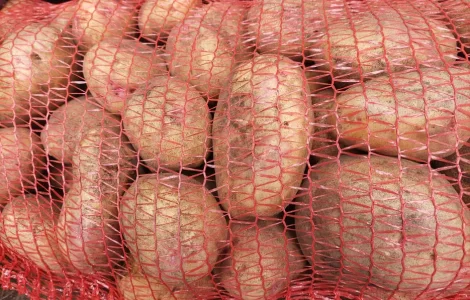 Продается картофель сортов Пікассо, Рівєра, Коломбо, Тірас