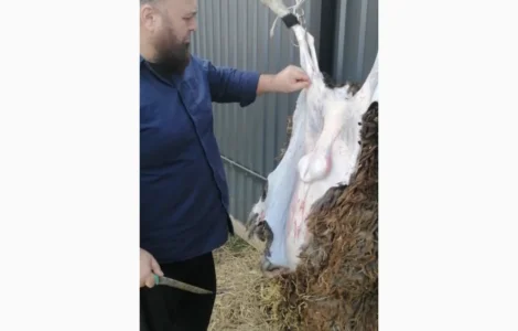 Продается баранина с собственного хозяйства