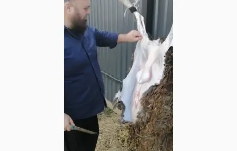 Продам баранину