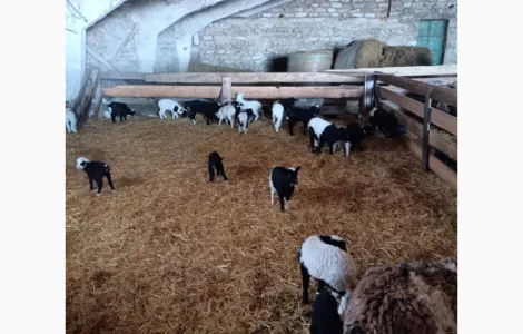 Купую ягнята для розведення