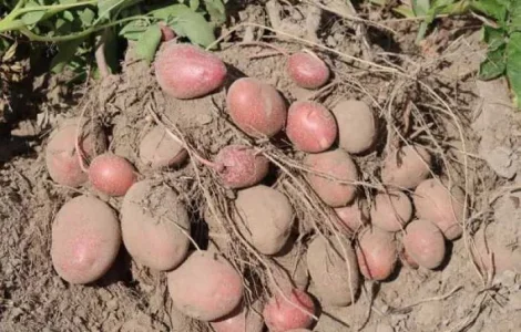 Пропонується картопля Тирас-2 та Лабелла-2 репродукція