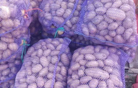 Продається картопля сорту Тирас