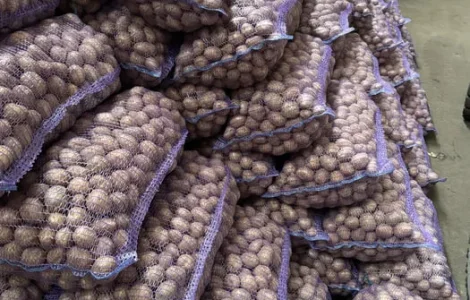 Насиннєва картопля Гранада Мелоді – доставка до 7 тонн