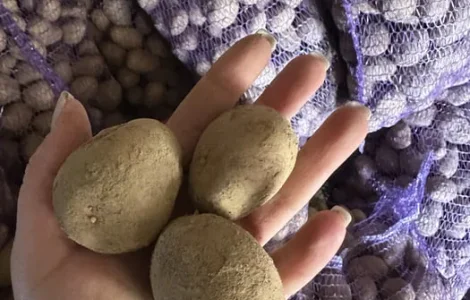 Насінна картопля сорту «Мелоді»