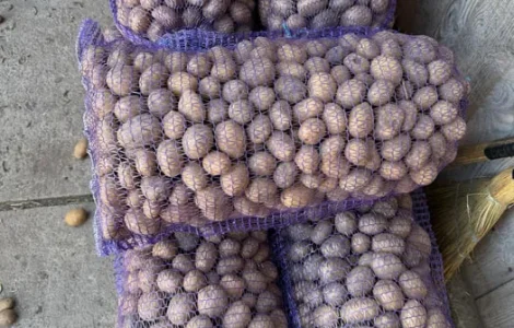 Картопля Мелоді с доставкой