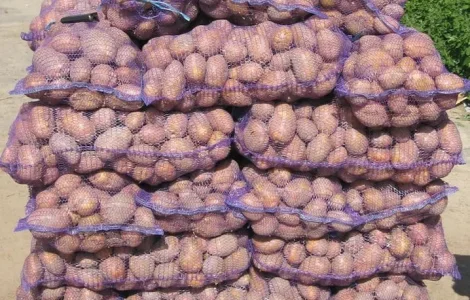 Картопля сортів "Біла роса" та "Санте" з доставкою