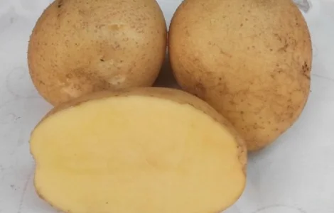 Продається картопля сорту Адретта