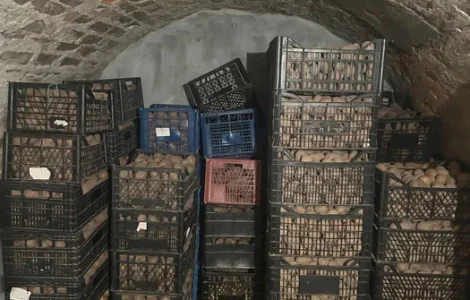 Пропонується велика та насіннєва картопля сортів Санте