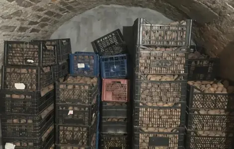 Продам БОЛЬШОЙ И СЕМЕННОЙ картофель сортов Санте
