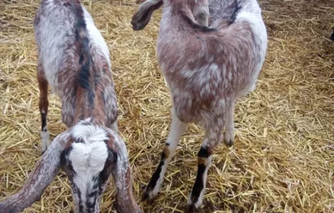 Продаються дійні нубійські кози високого відсотка