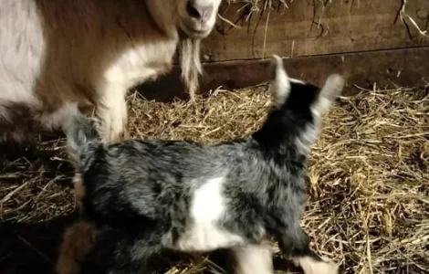 Продаються дійні кози