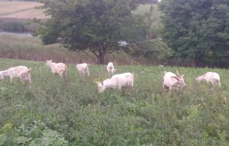 Продаються зааненські козлики