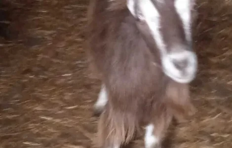 Продаються справжні Зааненські кози та Ламанчі