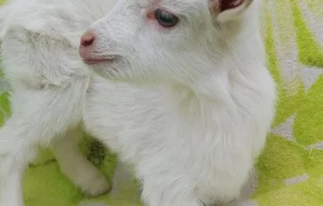 Продаються зааненські козочки від високоякісної мами