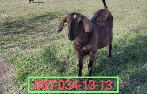 Нубійські кози на продажу в Мологі