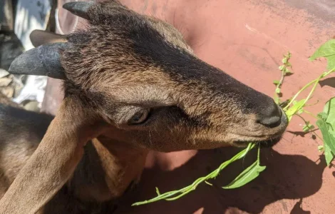 Взросла англо-нубійська коза на продаж