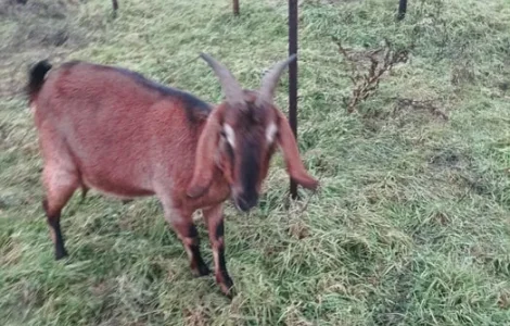 Коза англонубійської породи 86% на продажу