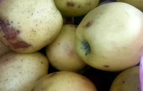 Продаются яблоки для переработки