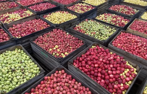 Продается яблоко на переработку