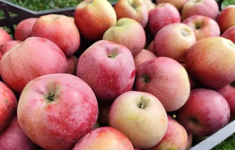 Продаються яблука сорту Айдаред на переробку