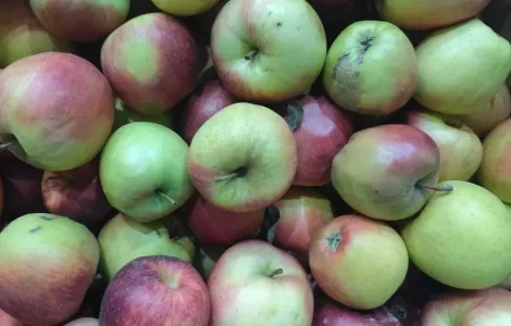 Пропонується яблуко на переробку