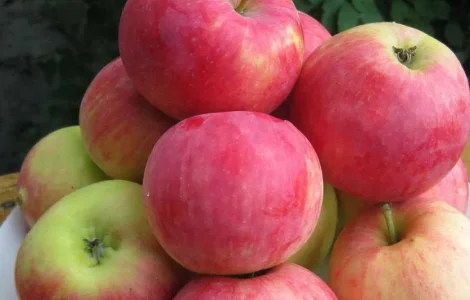 Яблука сорту Edera (Едера) на переробку